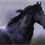 Friesian Horse