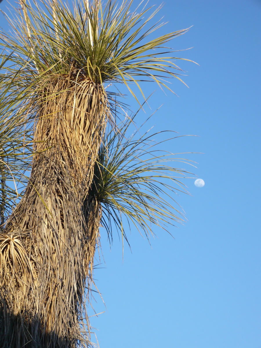 The moon in the desert