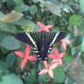 A beautiful butterfly