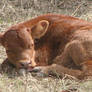 Calf