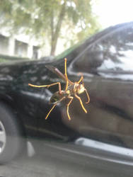 Wasp on car window