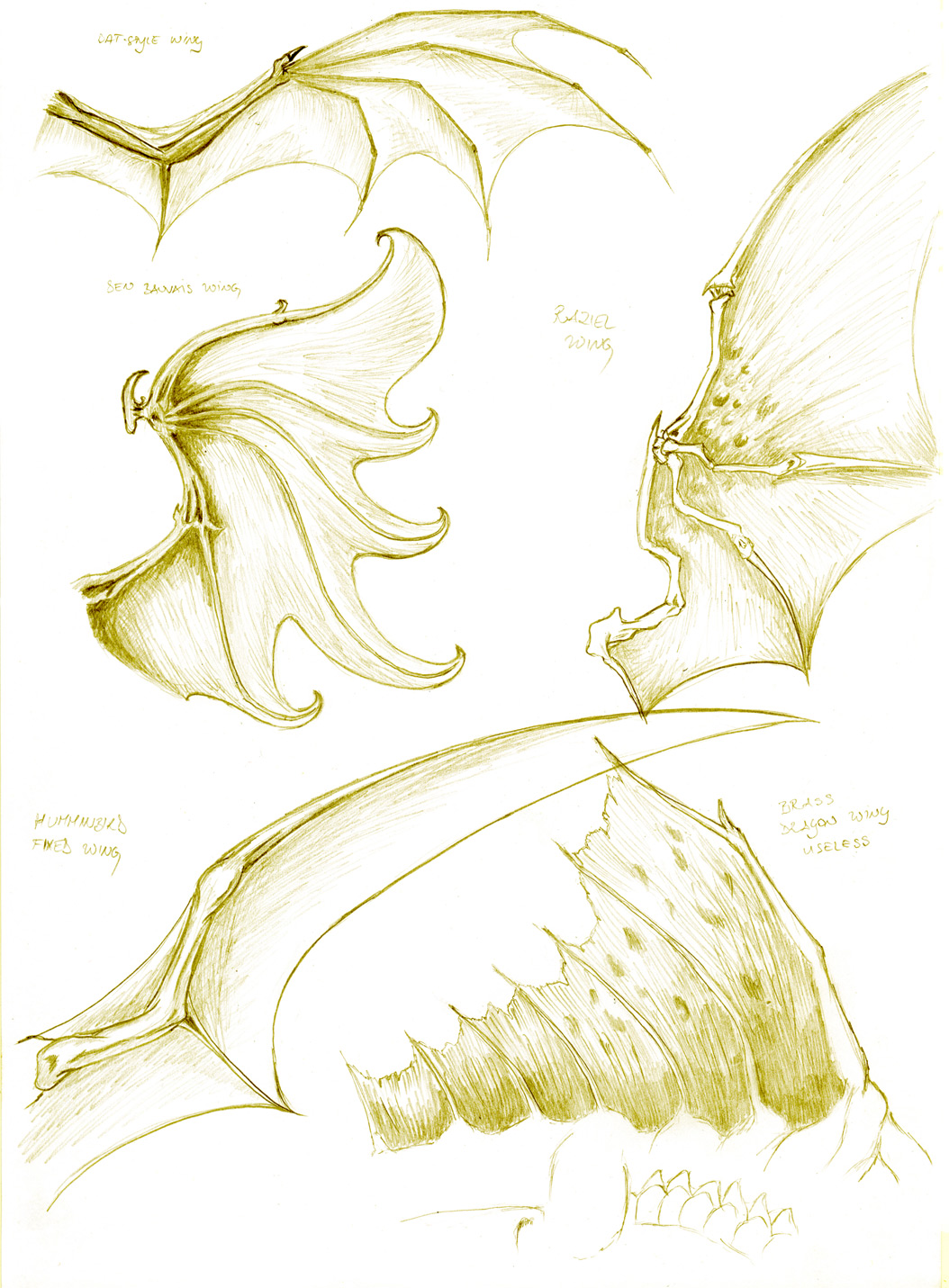 Dragon anatomy- wing study