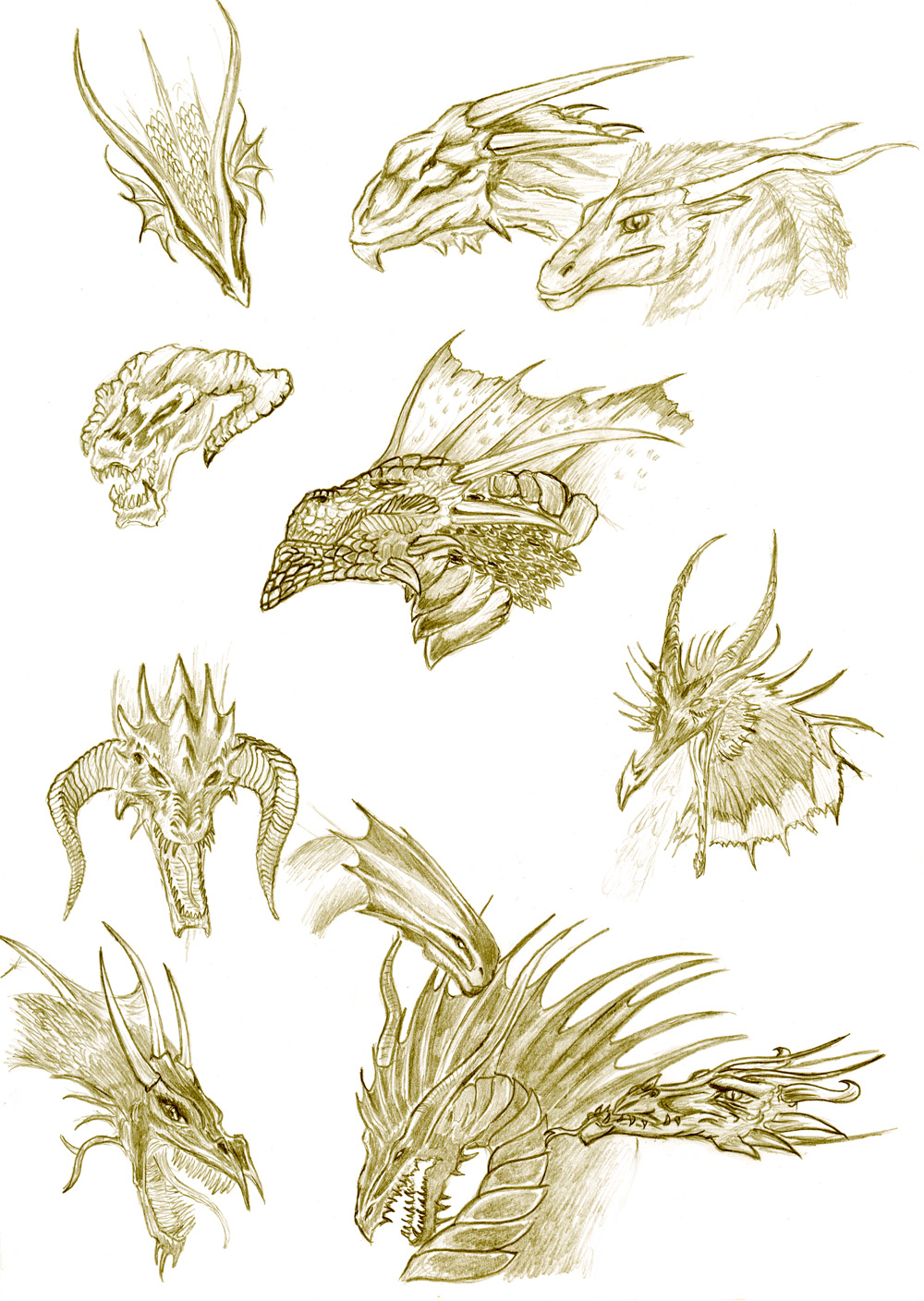 Dragon anatomy- head study