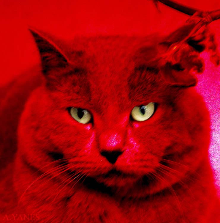 redcat by funktion-mcr on DeviantArt