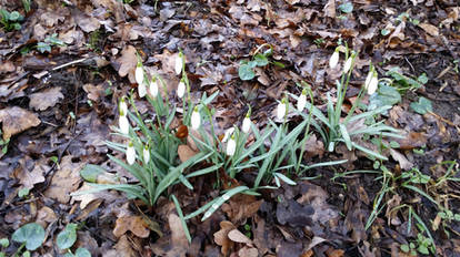 Snowdrop