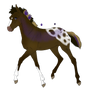 2829 Foal Design