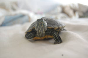 Red Eared Sliders