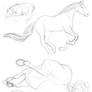 Equine sketches