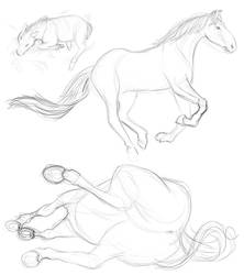 Equine sketches