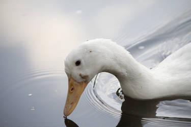 The White Duck