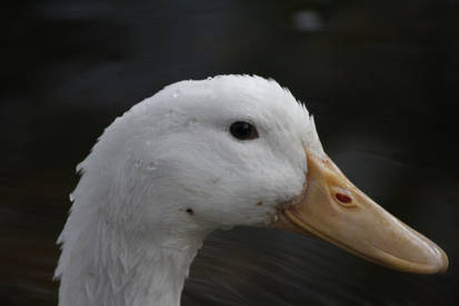 The White Duck 2