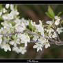 In Bloom