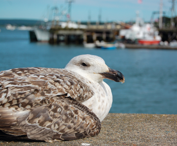 Seagull