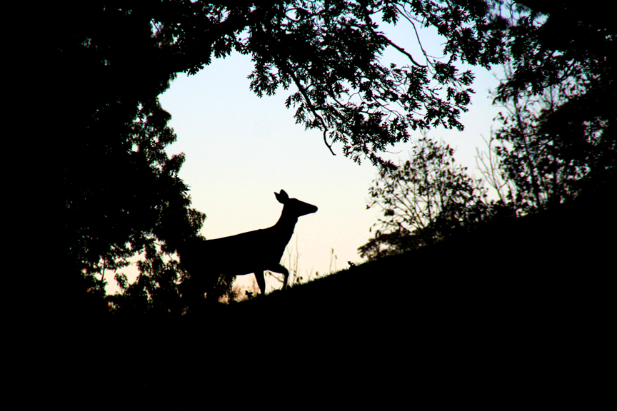 Hilltop Silhouette