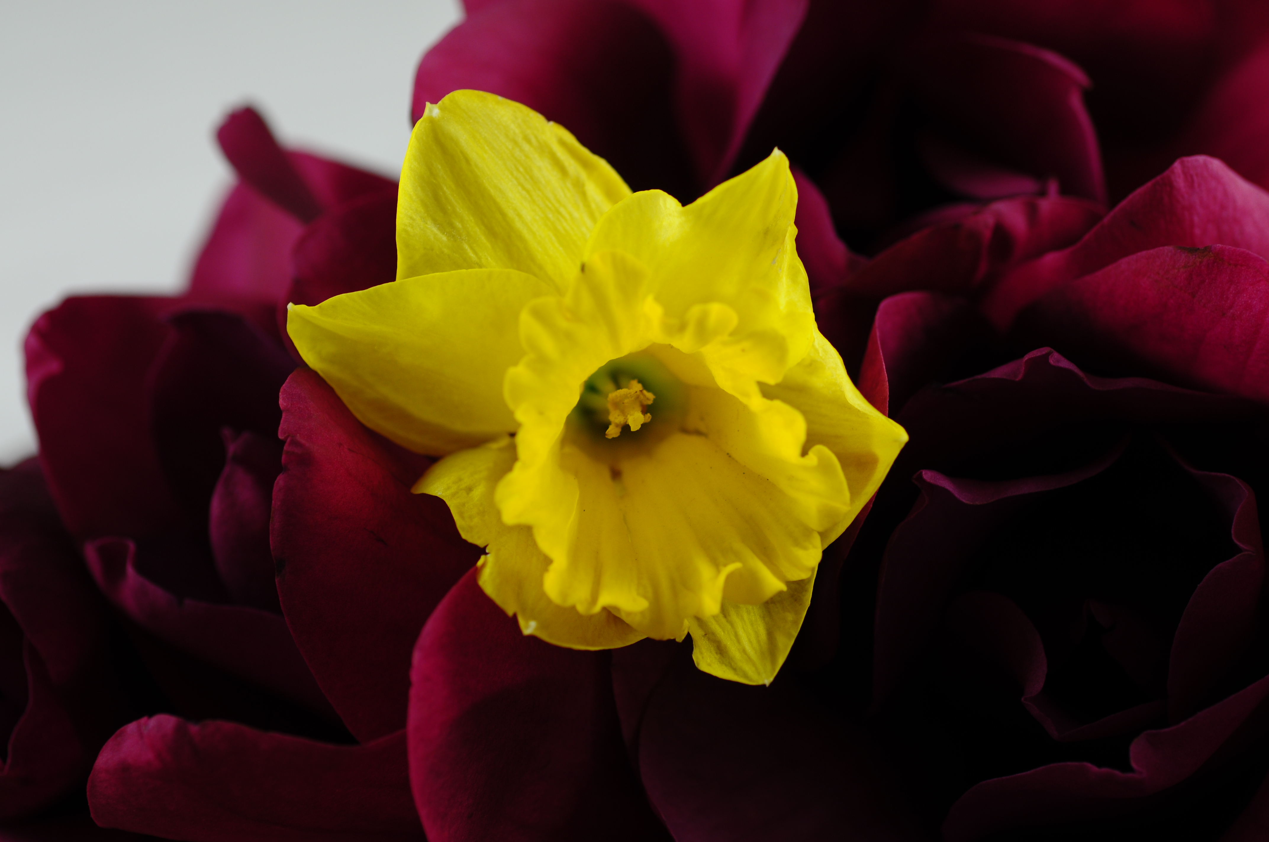 Daffodil Macro