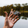 Juggling Dianne Jennings