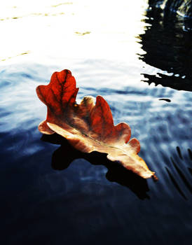 leaf on cold lake