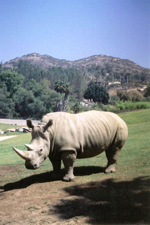 Rhino