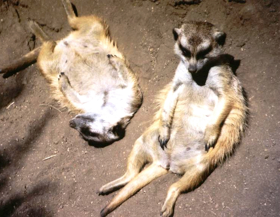 Meerkats