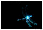 DragonFly in the night by biotechbob