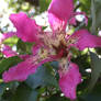 Flor