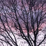 Purple haze was in my brain?