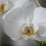 Orchid 01