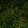 Grass