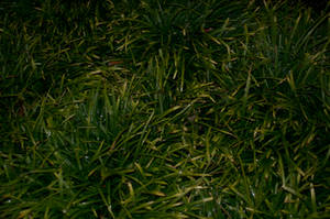 Grass