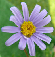 rain on a flower