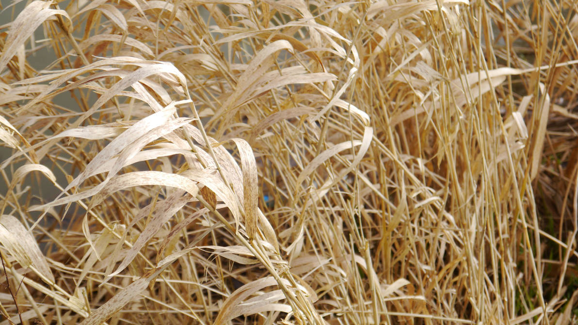 Thatching Reed by barneydogg on DeviantArt