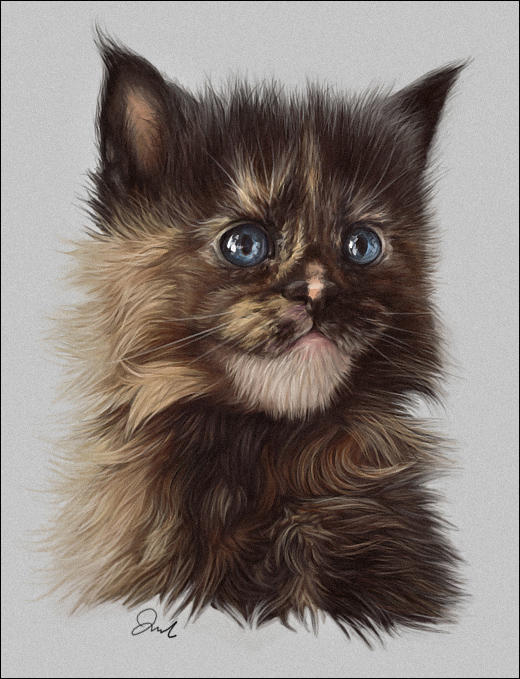 Maine Coon Kitten