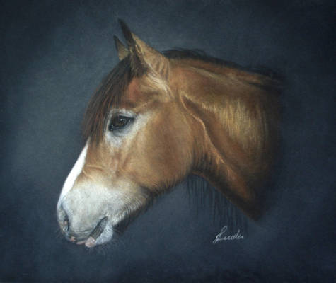 Natalie - horse portrait