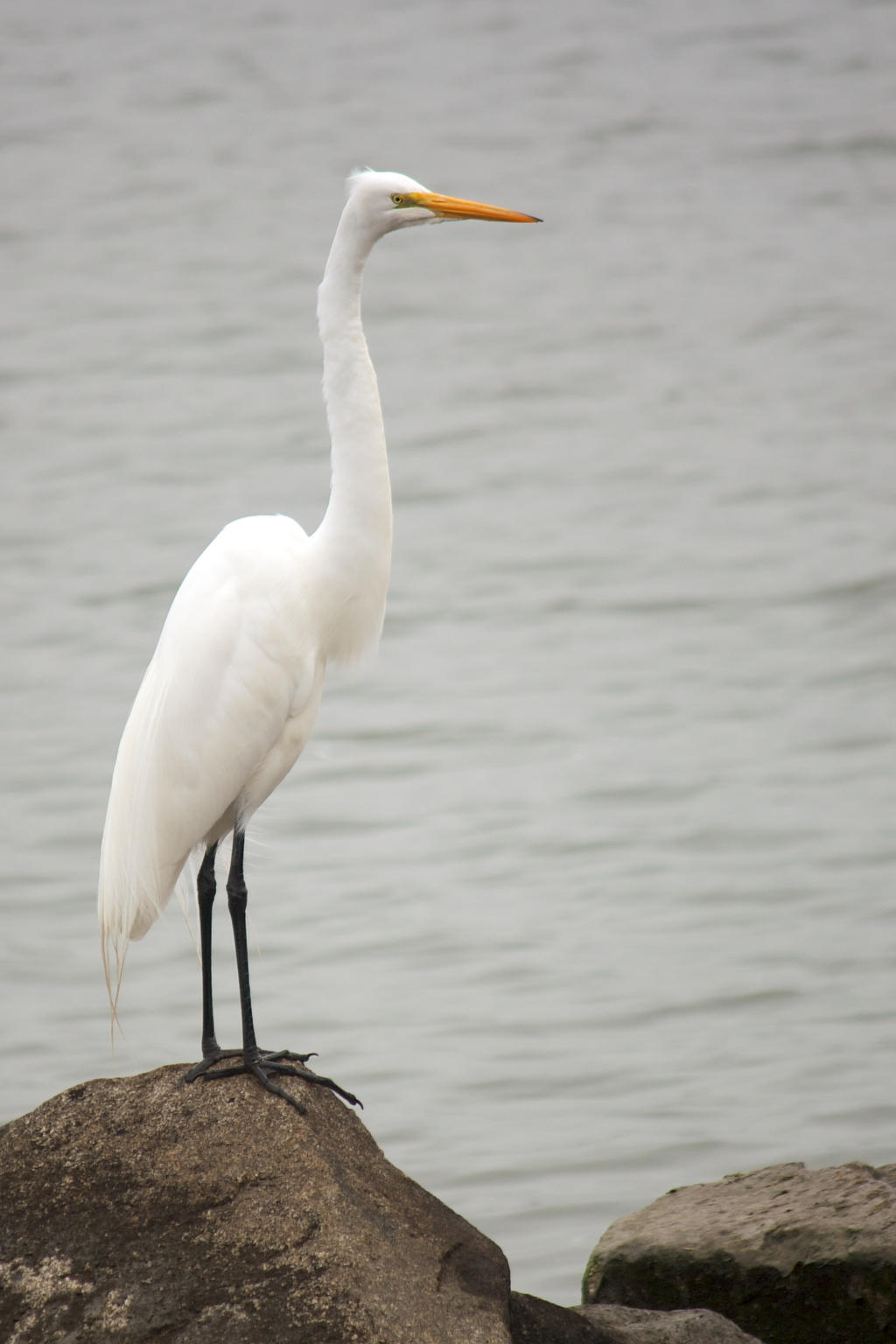 The White Crane