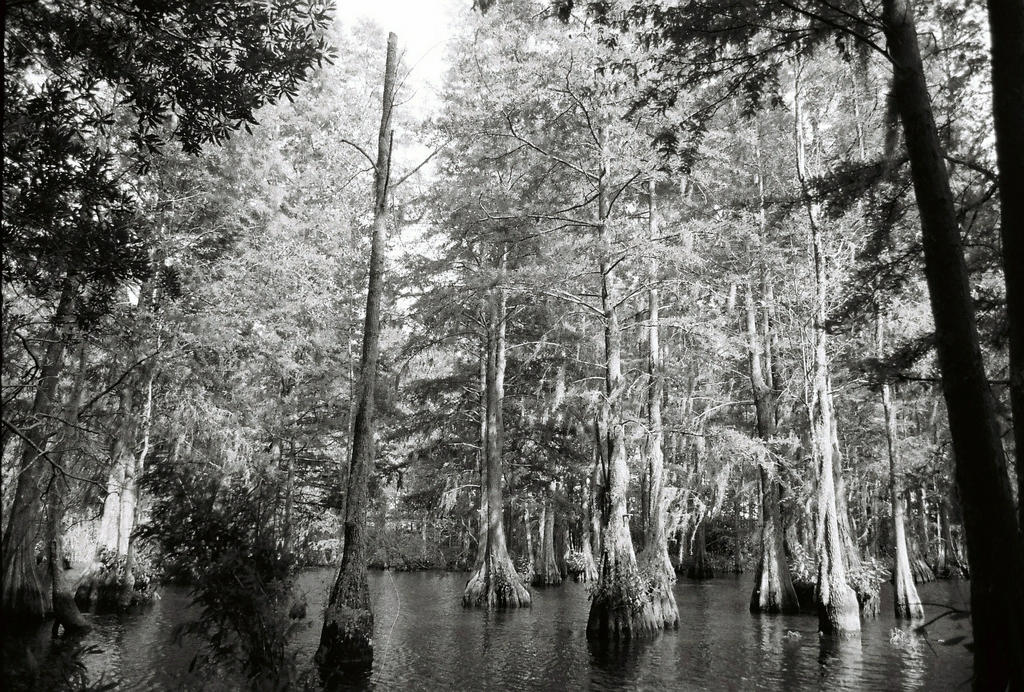 Cypress Trees