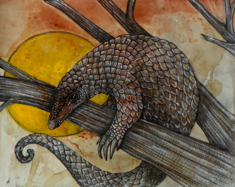 The Pangolin