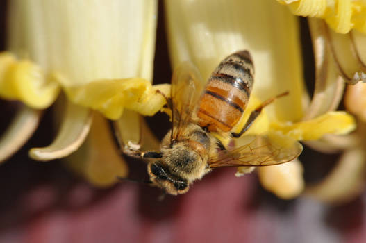 Honey Bee and Bananas