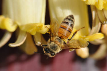 Honey Bee and Bananas