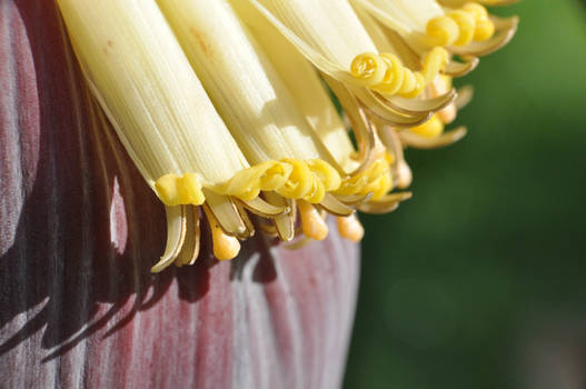 Banana Flower