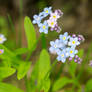 Forget-me-not