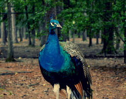 Vintage Peacock