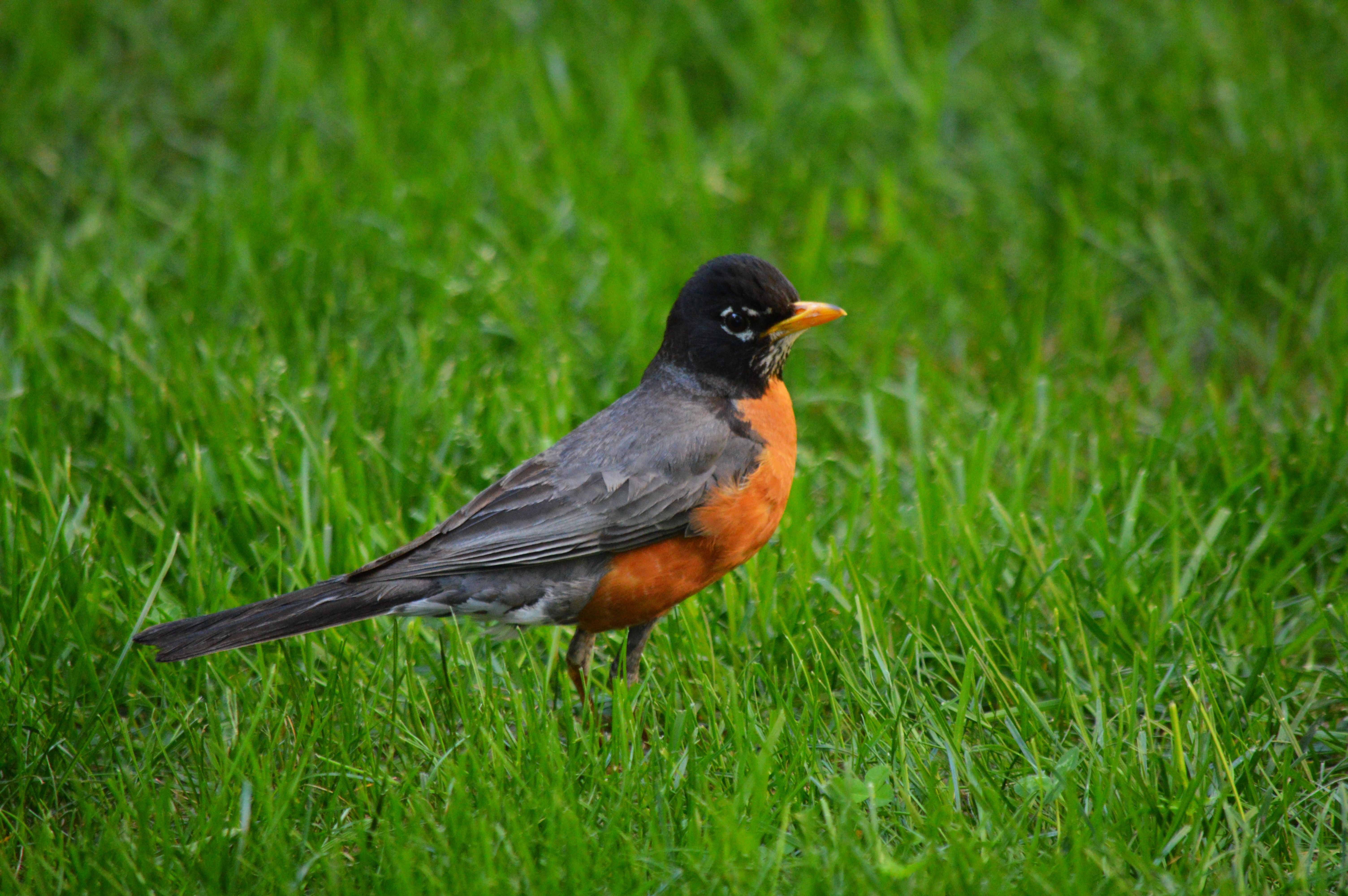 Bright robin