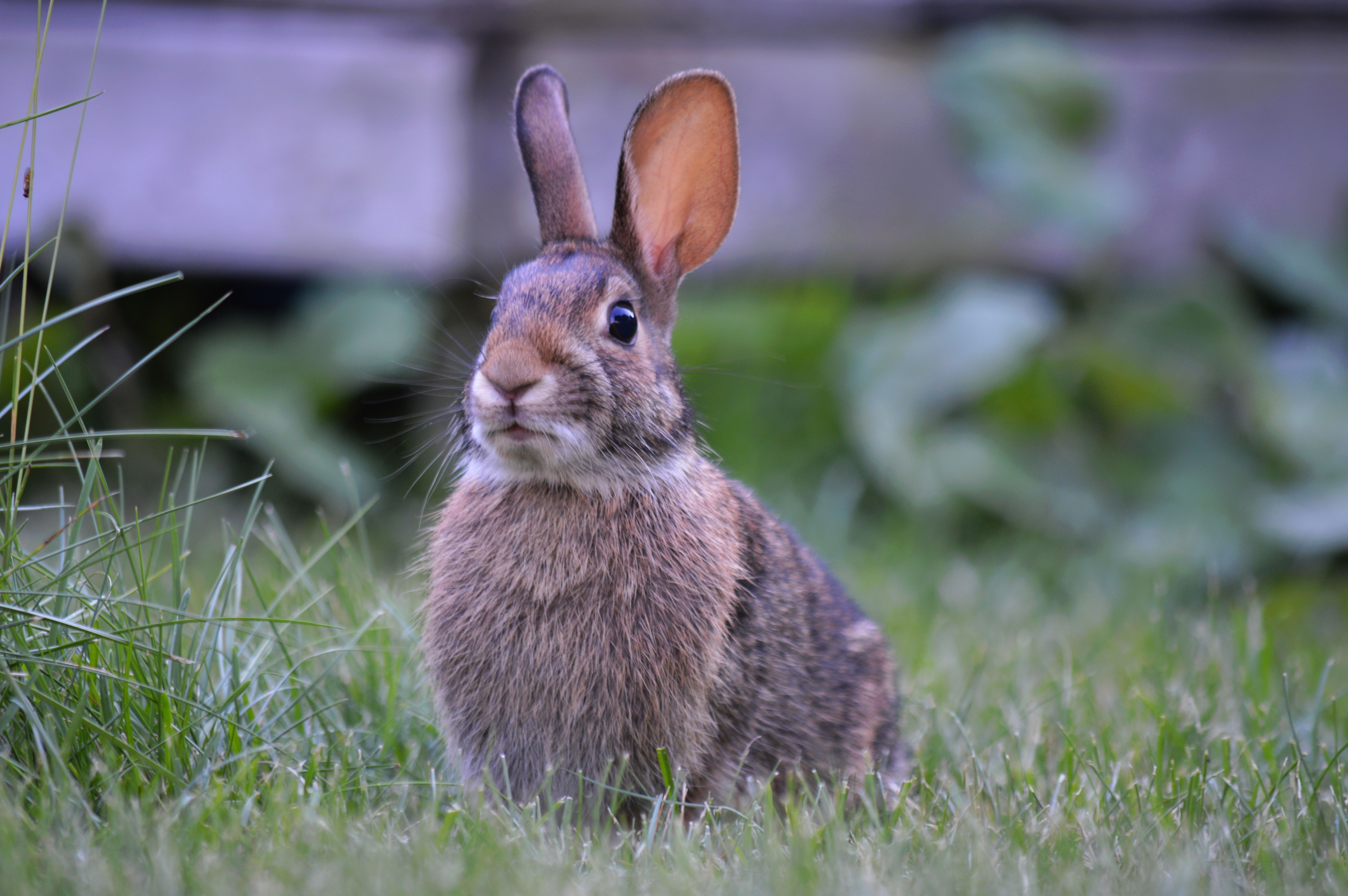 Majestic Bunny Rabbit