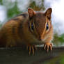 Chipmunk Markings