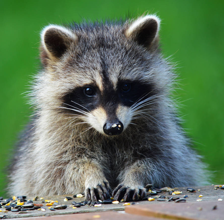 Table Manners