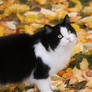 Cedric in Autumn