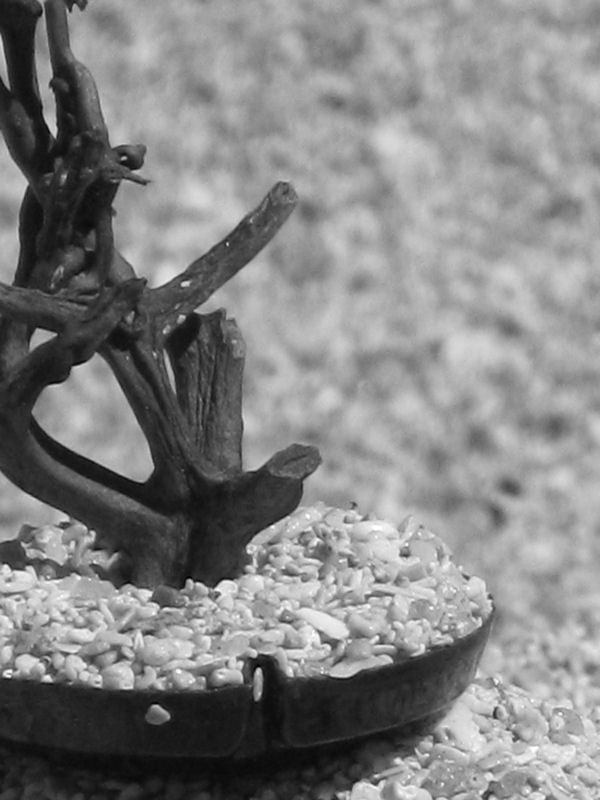 bonsai in a bottlecap