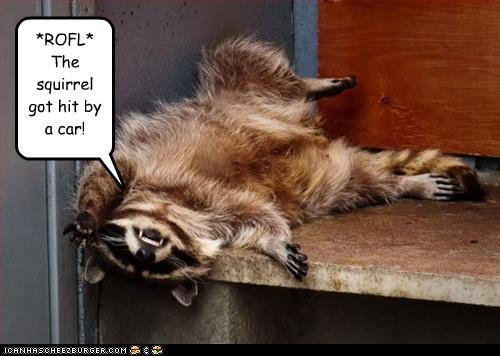 ROFL raccoon by IchibanWolf on DeviantArt