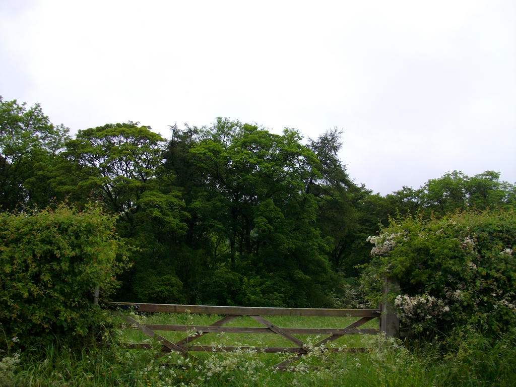 Guisborough Sponsored Walk 02