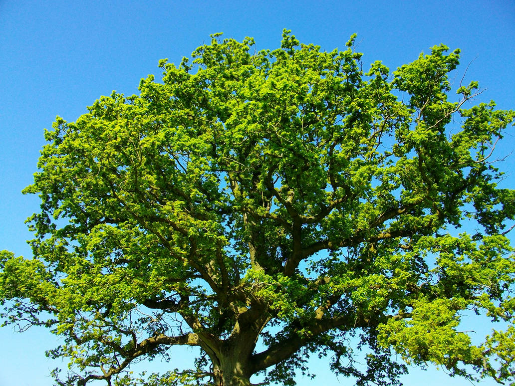 Knowlton Tree Knowle Park 4 - Earth Day 2011 by MadmanEzekude on DeviantArt